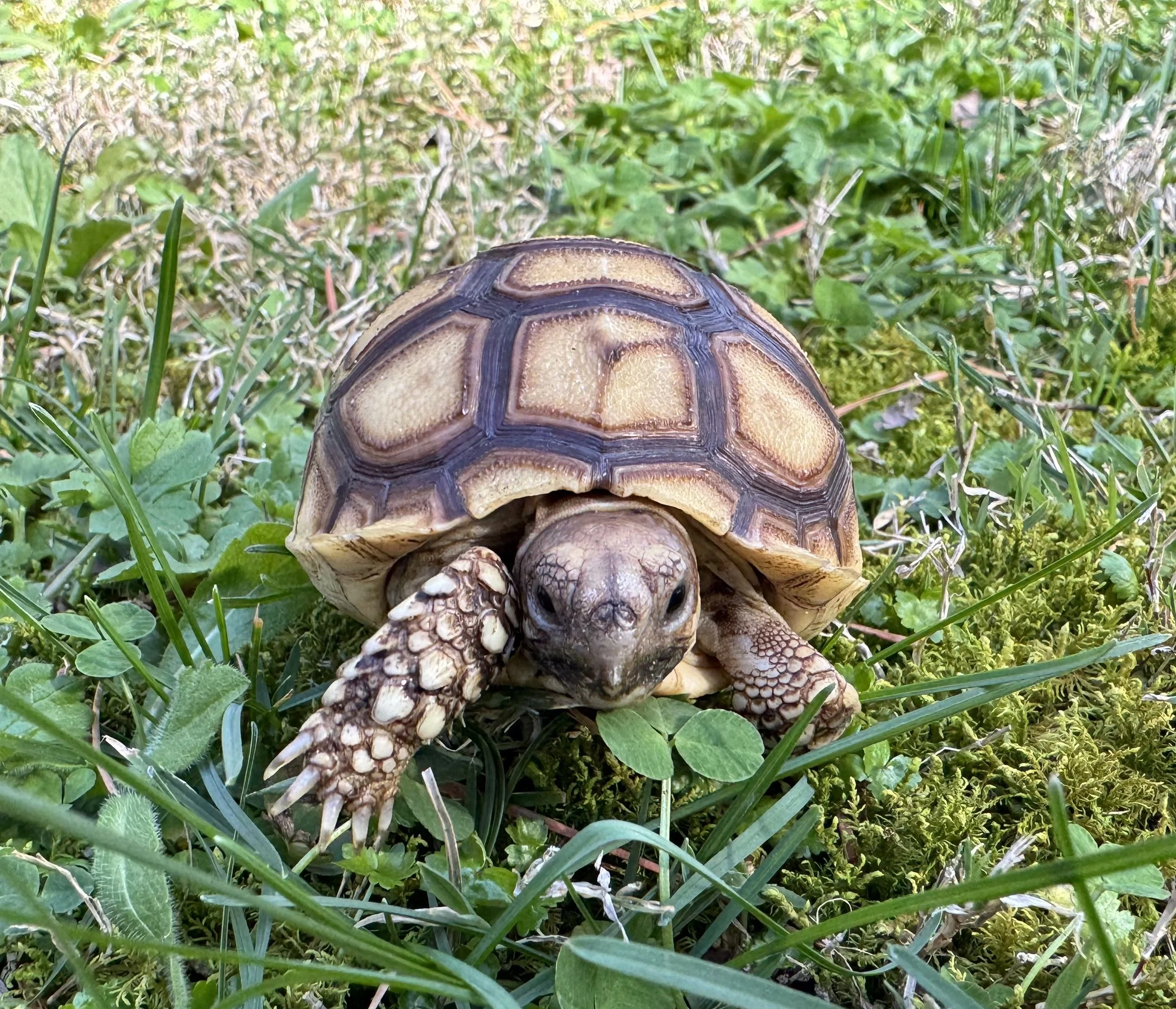 Sulcata Tortoise — Kentucky Tortoise